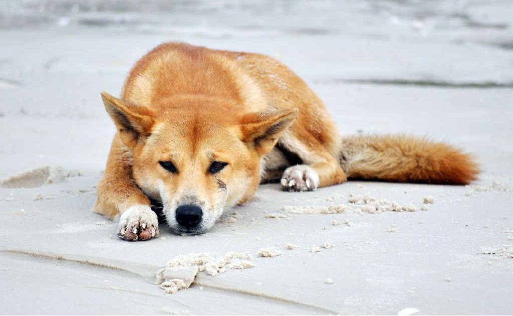 SURVEY: Have your say on the Fraser Island Dingo Management Strategy in a new survey. SURVEY: Have your say on the Fraser Island Dingo Management Strategy in a new survey.